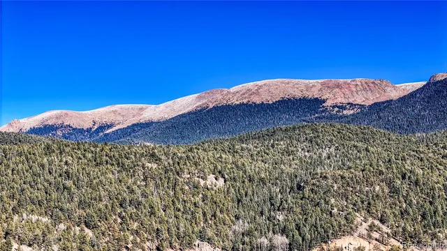 a view of a forest with a mountain