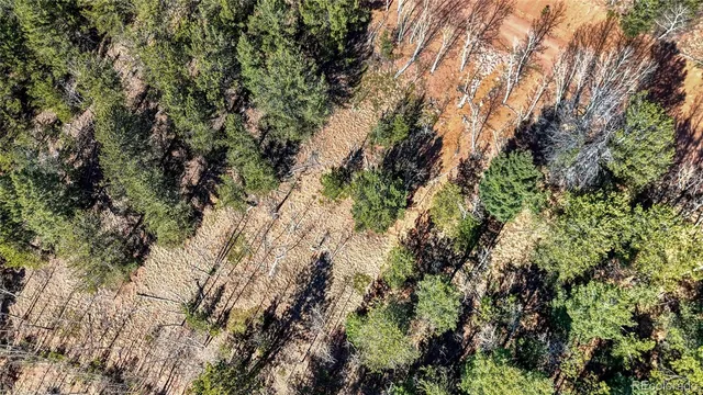 a view of a forest with a tree