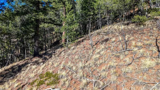a view of a yard with a tree