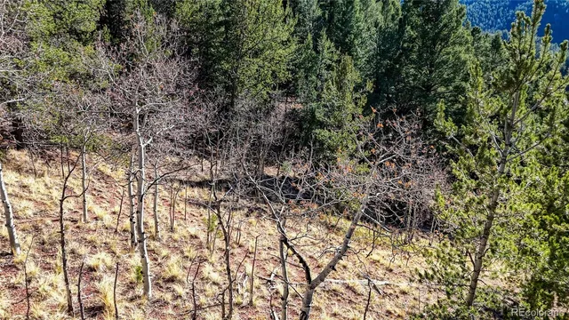 a view of a yard with a tree