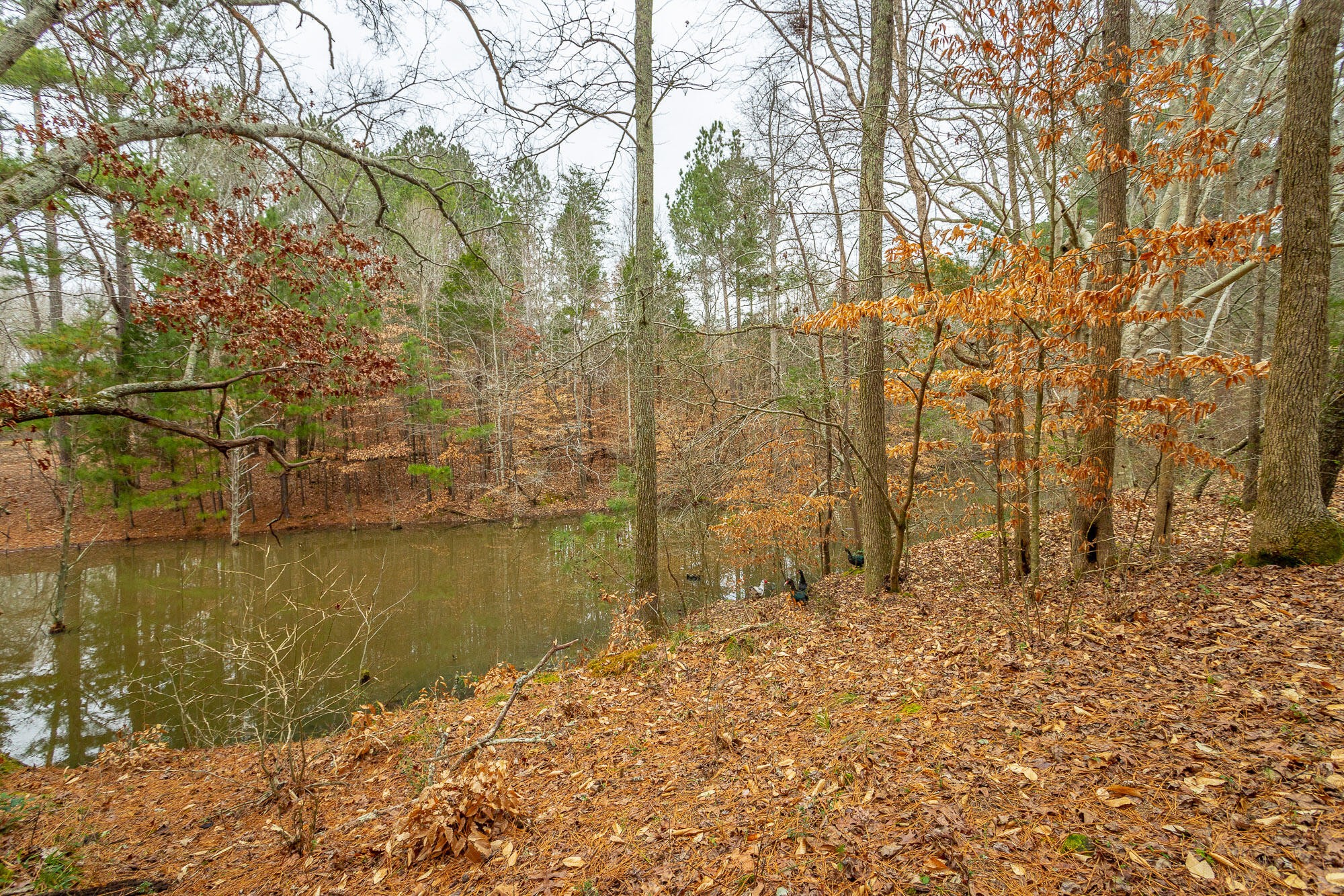 781 East Reed Road LaFayette, GA 30728 - Photo 54 of 73 Gallery Image 54