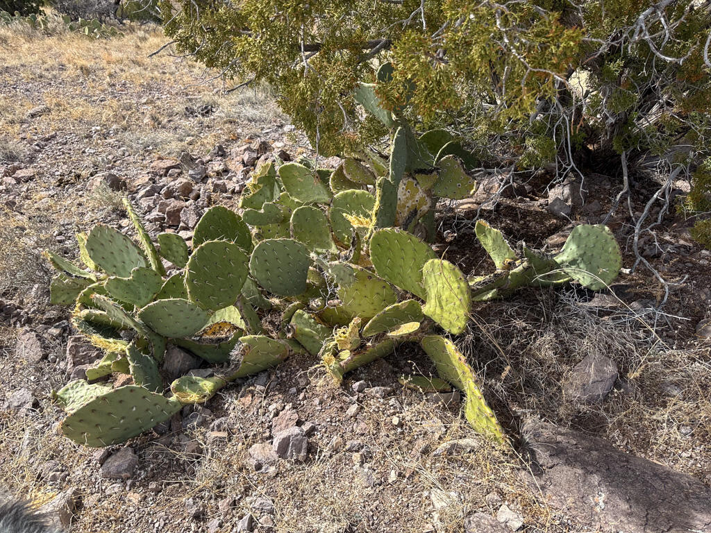 Table Mountain Road Socorro, NM 87801 - Photo 17 of 60 Gallery Image 17
