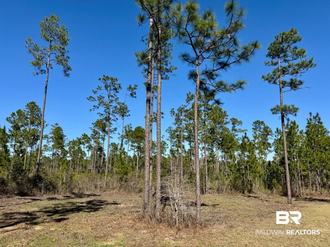 White Road Bay Minette, AL 36507 - Photo 17 of 32 View of landscape