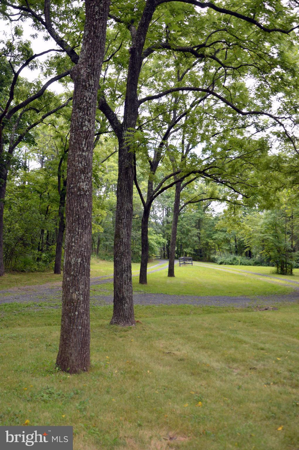 11420 Pleasant Vale Road Markham, VA 22643 - Photo 14 of 30 Gorgeous Mature Trees
