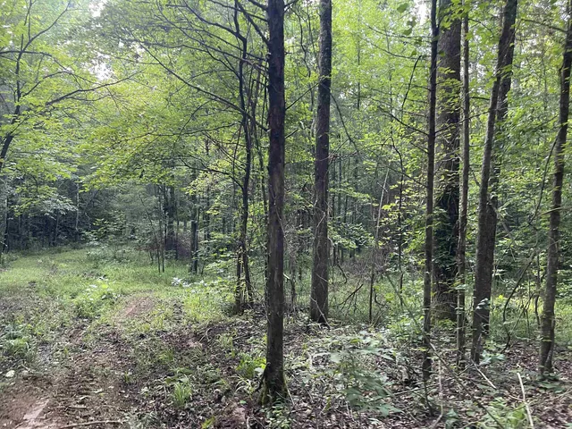 a view of a lush green forest