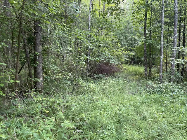 a view of a garden with potted plants and large trees
