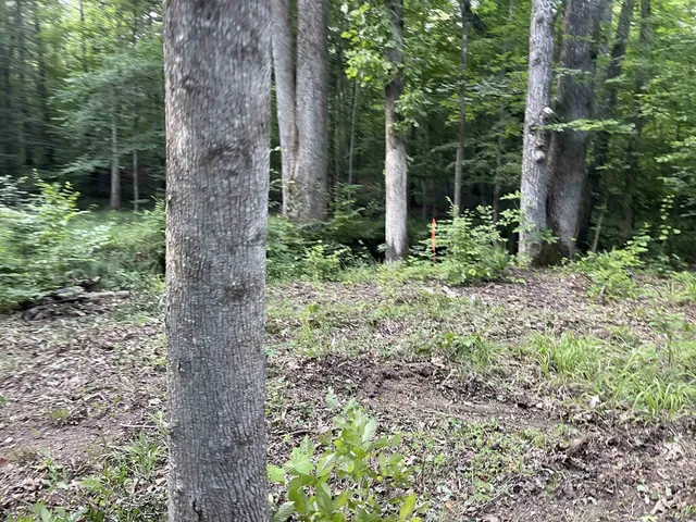 a view of a forest with a trees