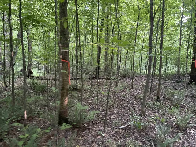 a view of a lush green forest