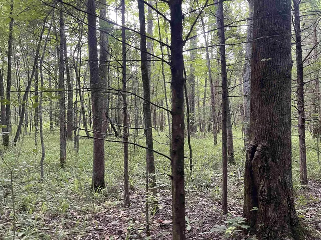 a view of outdoor space and green space