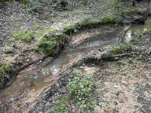 a view of a forest with lots of trees