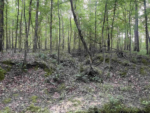 a view of a trees in a yard