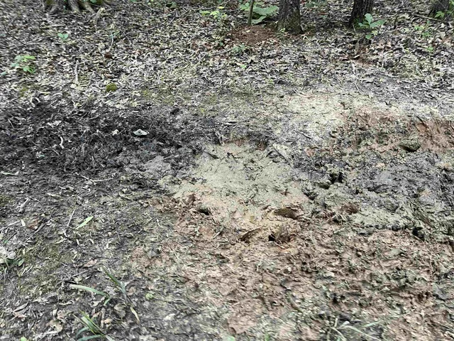 a view of a forest with a tree