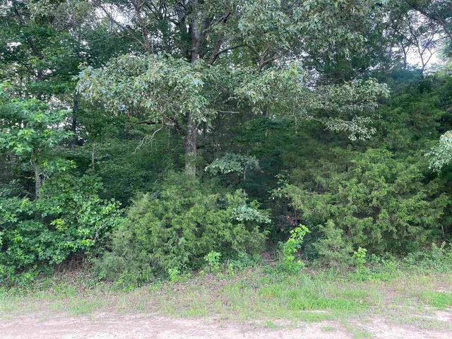 a view of a forest with trees