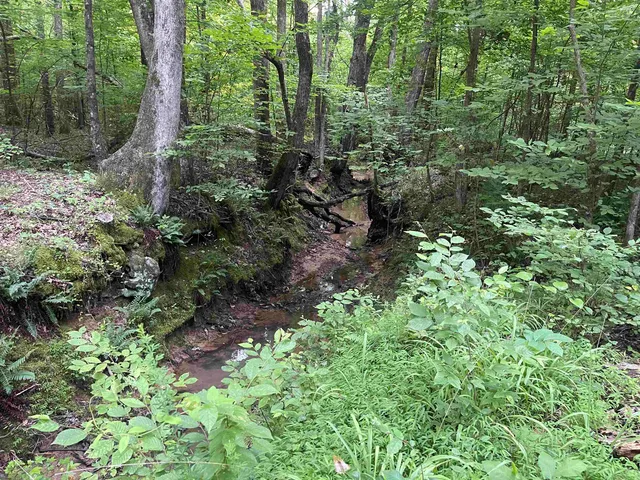 a plant view in yard