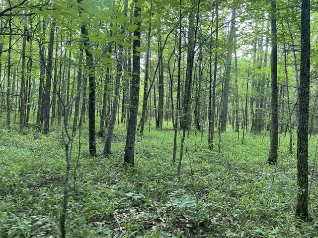 a view of outdoor space with green field and trees