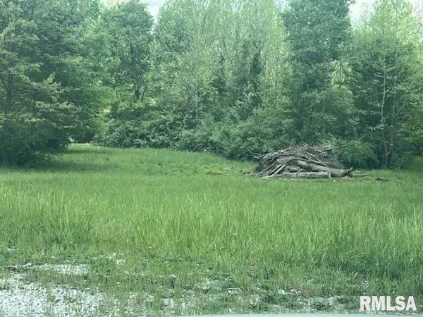 a view of a lush green space
