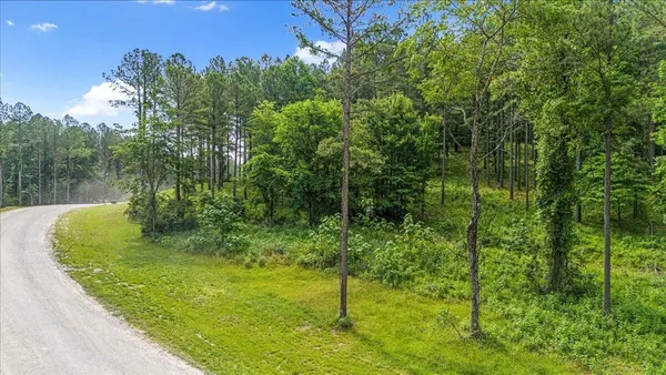a large garden with lots of trees