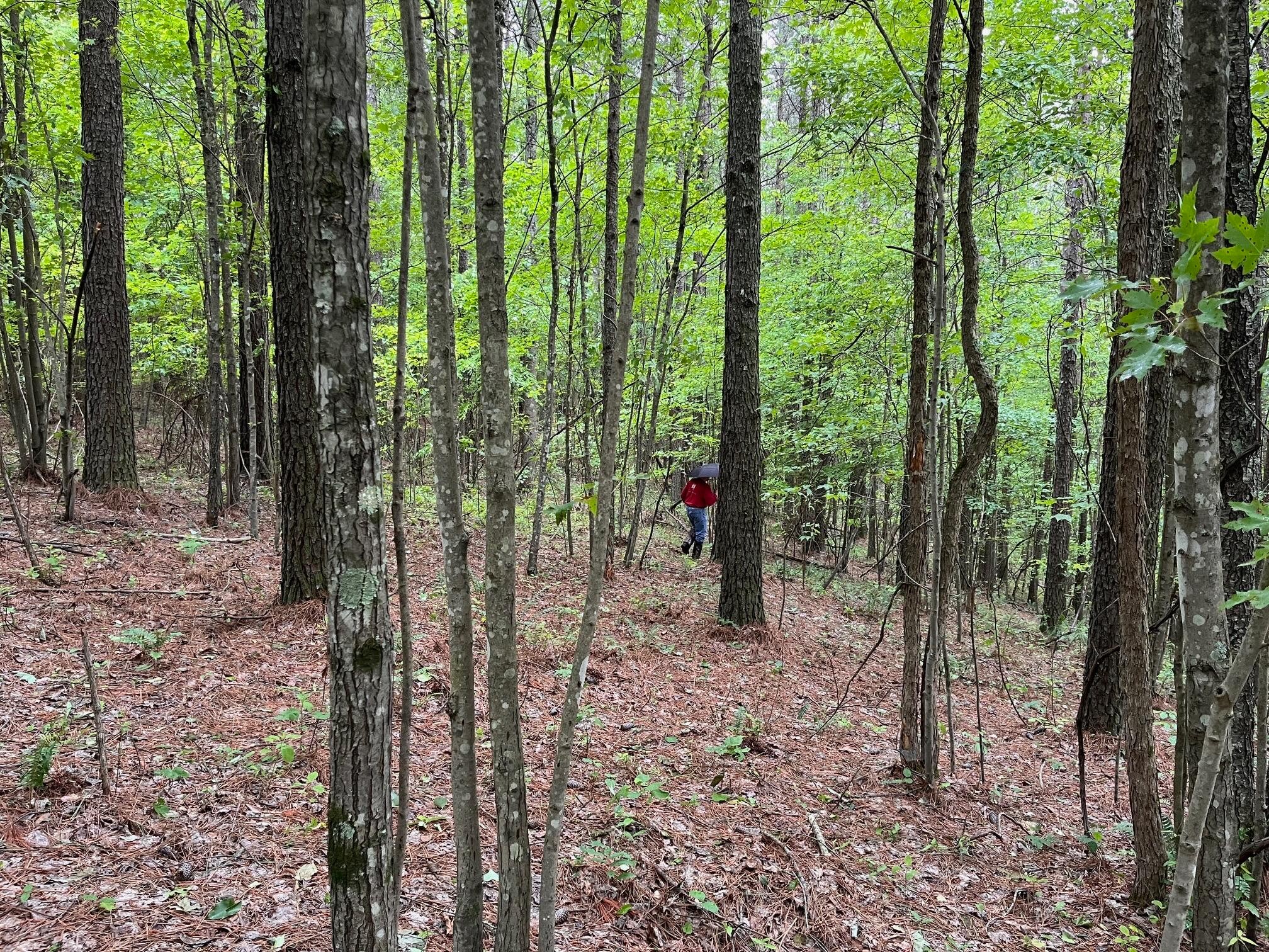 3715 Split Rail Way Guild, TN 37340 - Photo 15 of 32 a view of outdoor space and trees