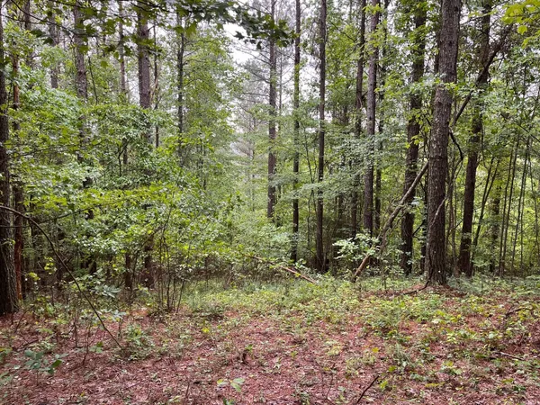 a view of a forest with trees in the background