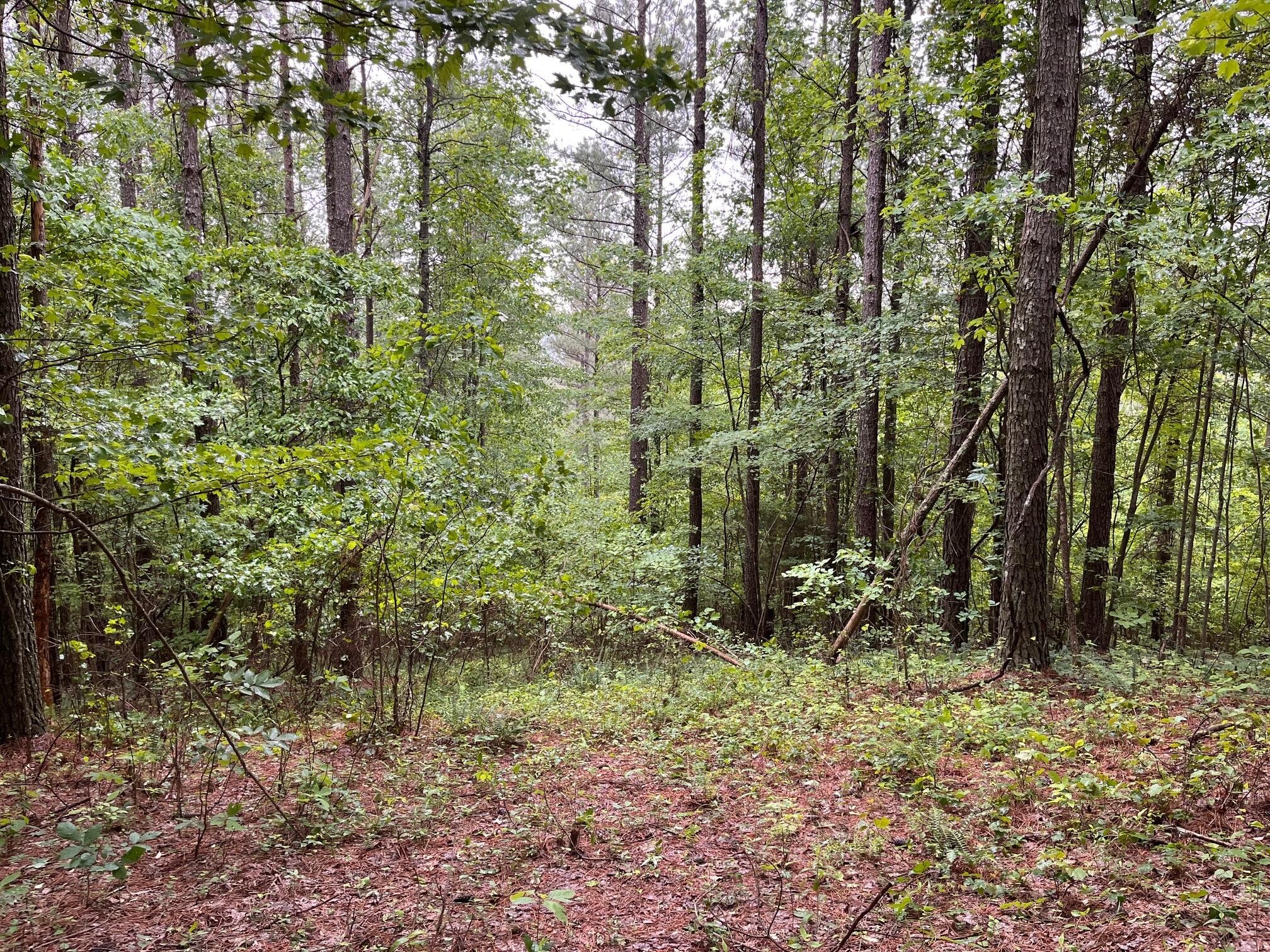 3715 Split Rail Way Guild, TN 37340 - Photo 15 of 41 a view of outdoor space and tree