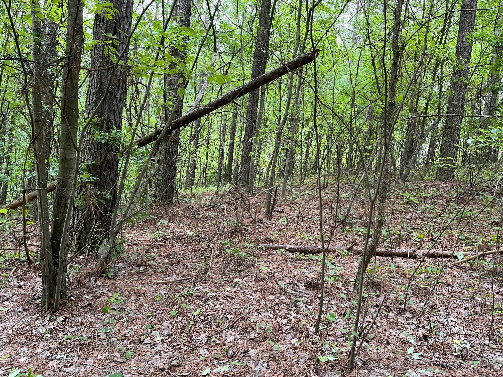 3715 Split Rail Way Guild, TN 37340 - Photo 16 of 32 a view of forest