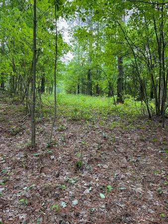 a view of a yard with plants and trees