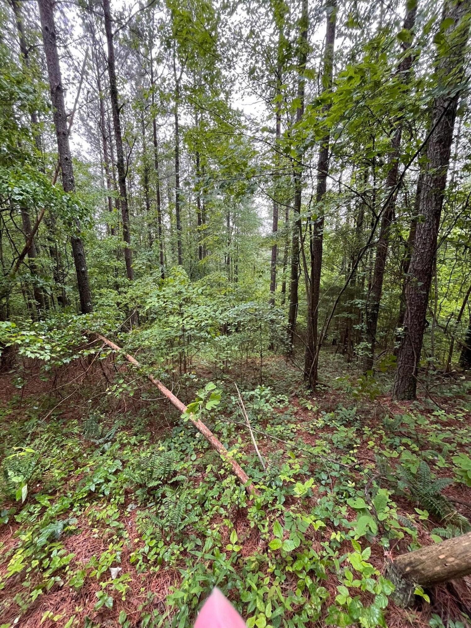 3715 Split Rail Way Guild, TN 37340 - Photo 20 of 41 a backyard of a house with lots of green space