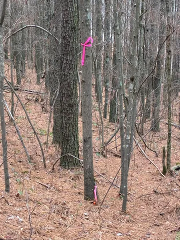 a view of a forest with trees