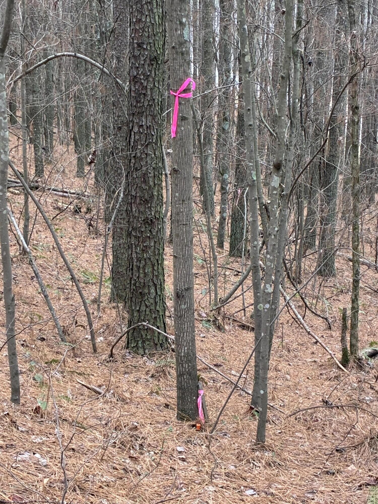 3715 Split Rail Way Guild, TN 37340 - Photo 34 of 41 a flag is sitting in the middle of a forest