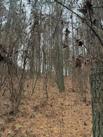 a view of water covered with trees