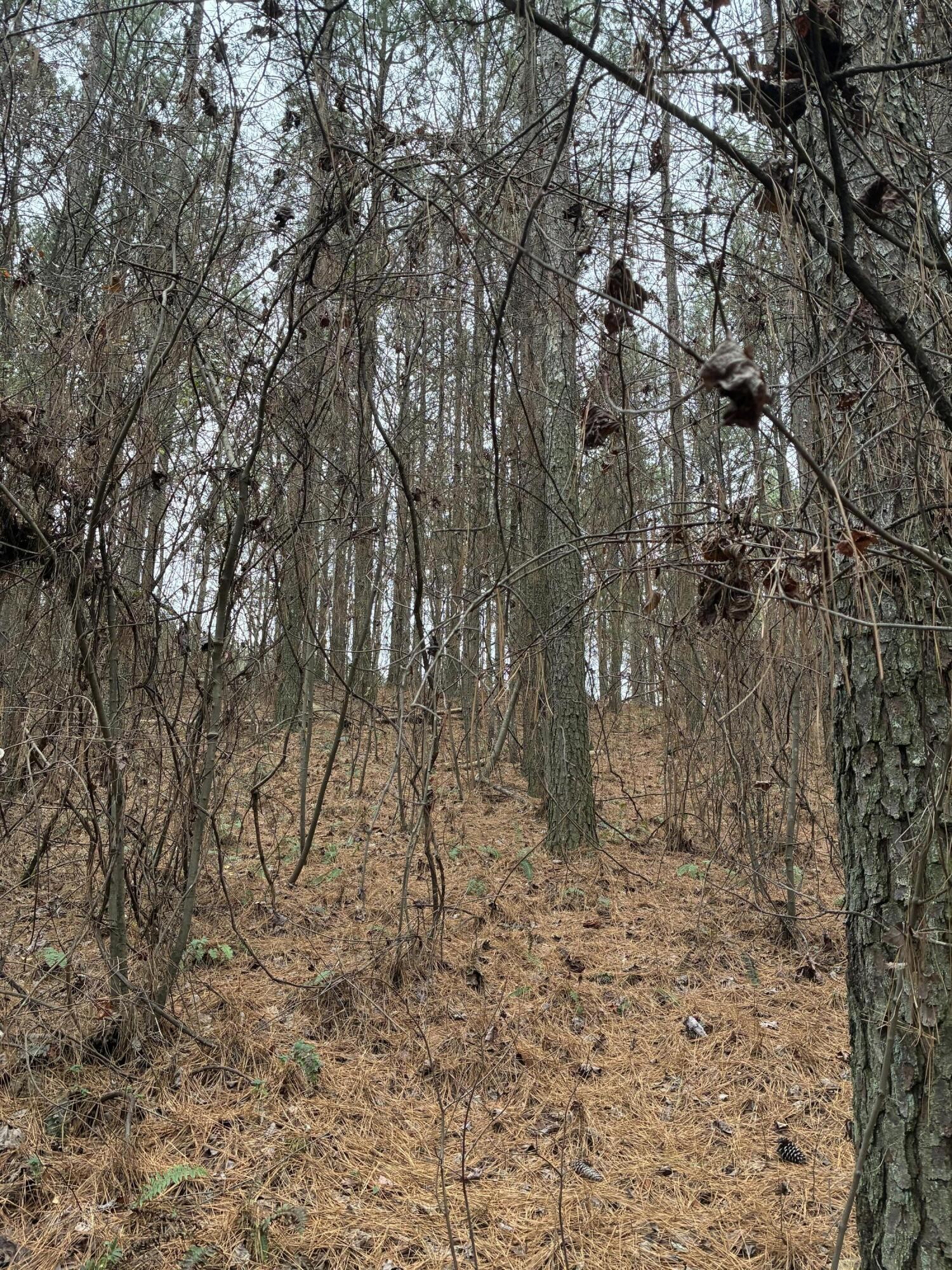 3715 Split Rail Way Guild, TN 37340 - Photo 35 of 41 a backyard of a building with large trees