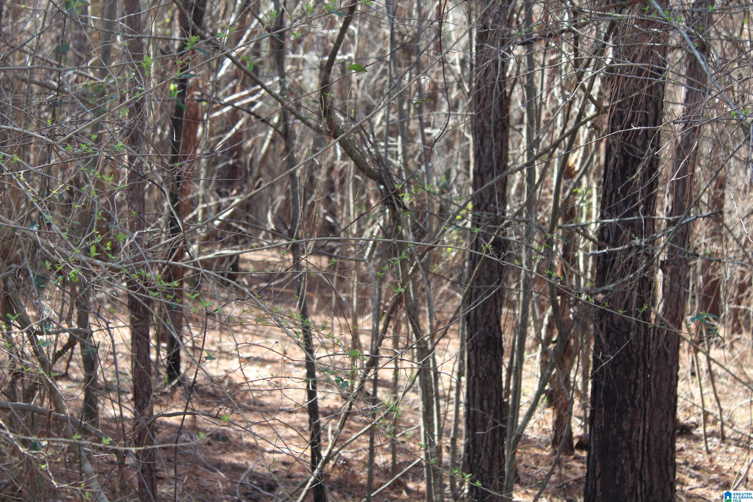 518 County Road, Unit 33 859ACRES Woodland, AL 36280 - Photo 16 of 32