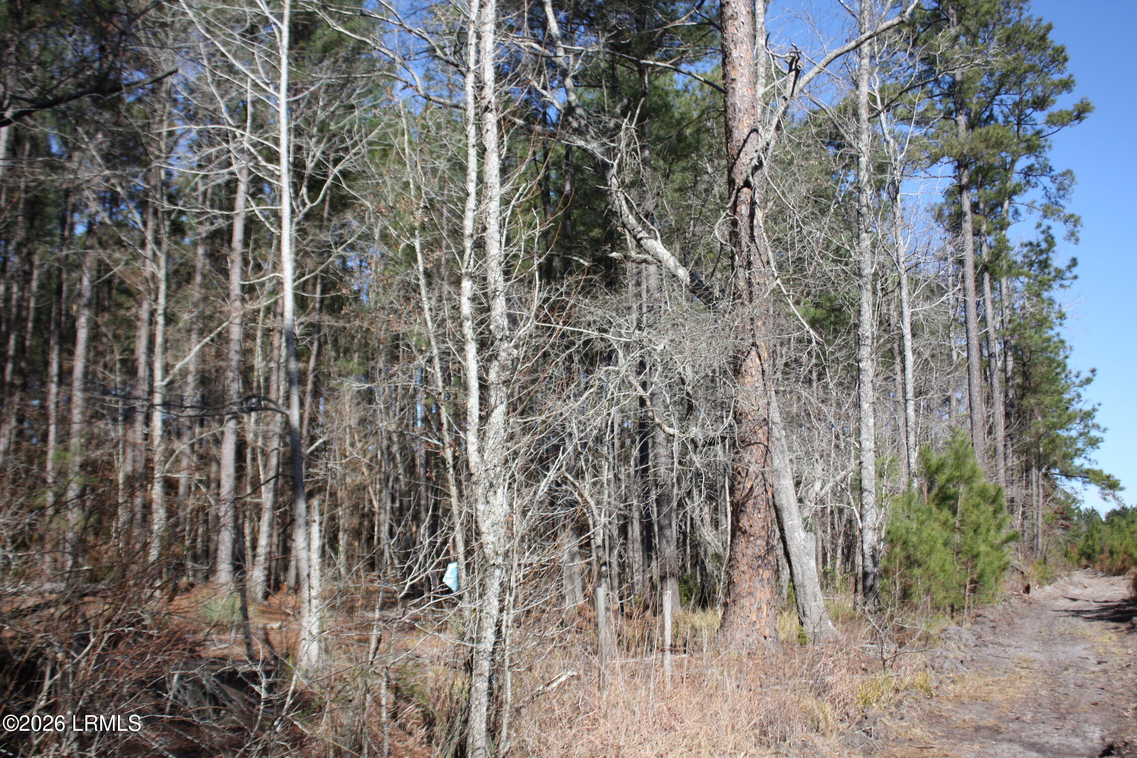 2650 Joe Miley Road Brunson, SC 29911 - Photo 6 of 13 IMG_9021