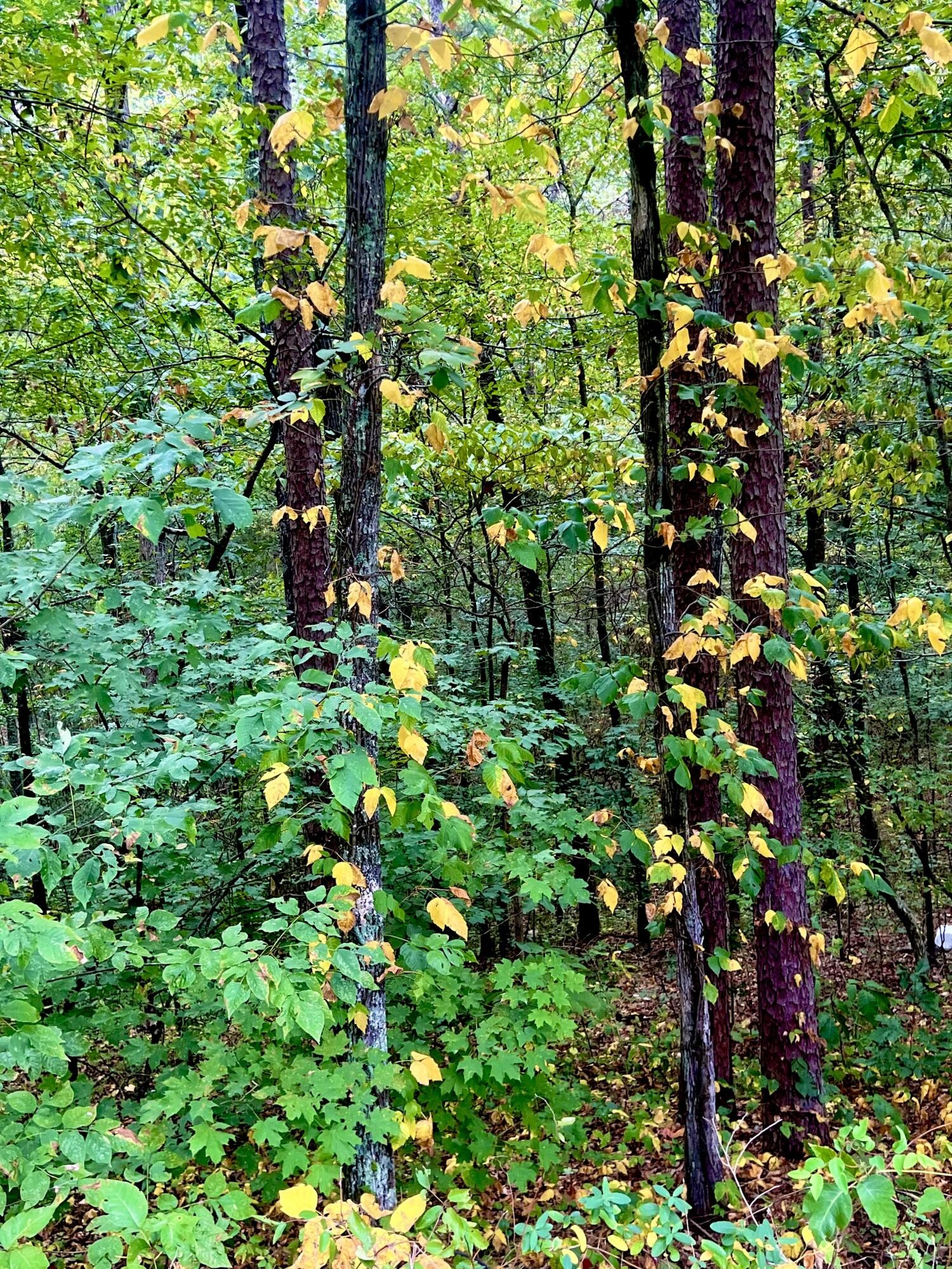 0 Jacobs Road Ringgold, GA 30736 - Photo 15 of 15 Gallery Image 15