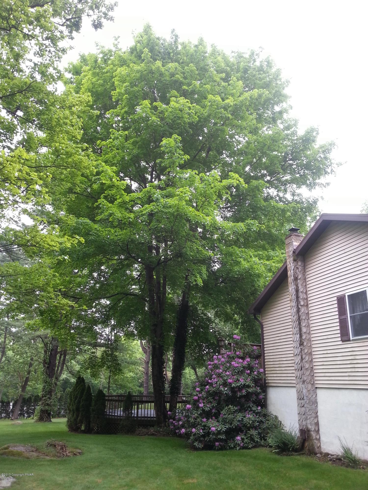 2187 Shafer Road Stroudsburg, PA 18360 - Photo 28 of 29 a view of a backyard with large trees