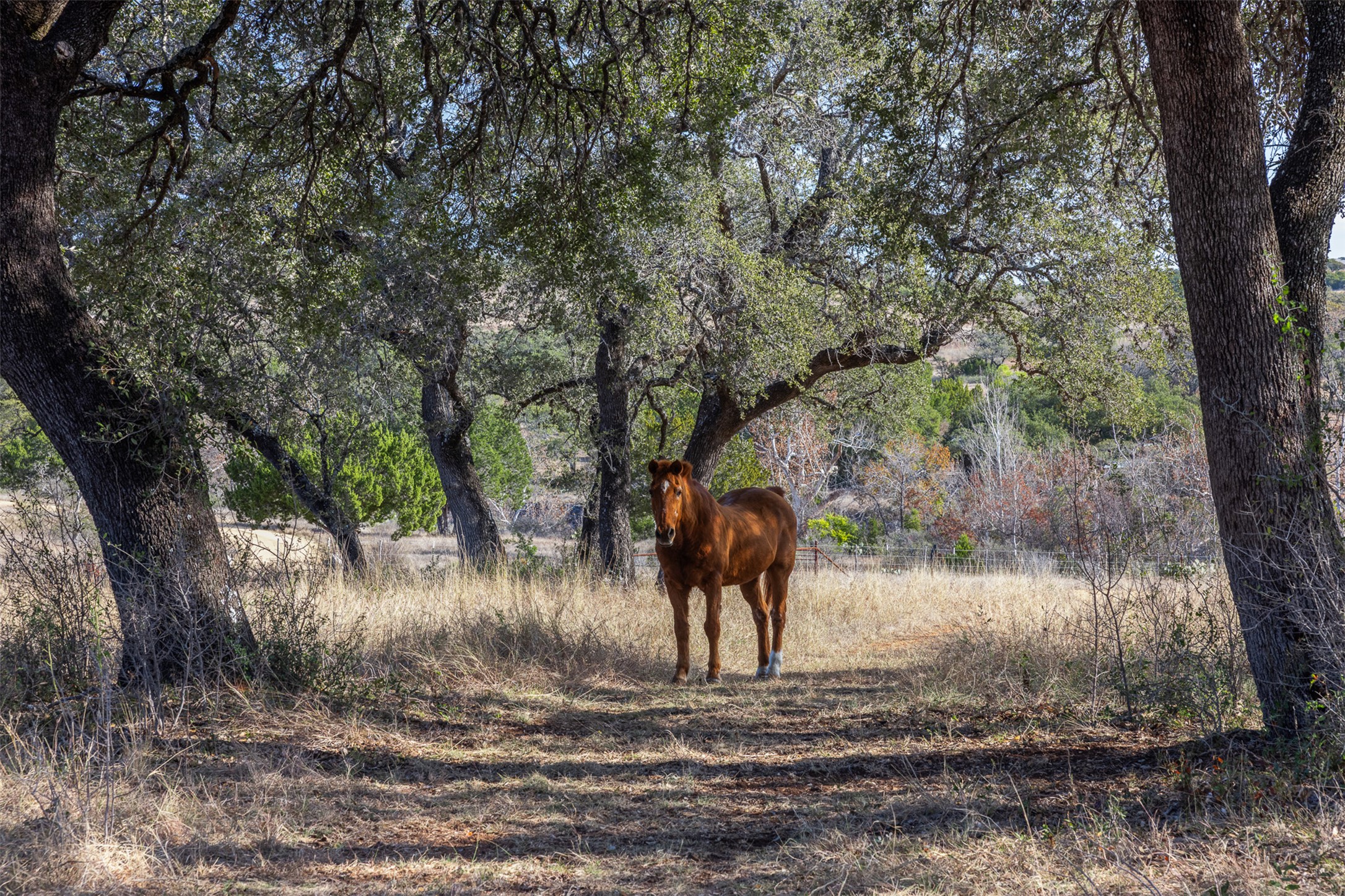 27701 Turner Ranch Road Marble Falls, TX 78654 - Photo 34 of 40 a view of a yard