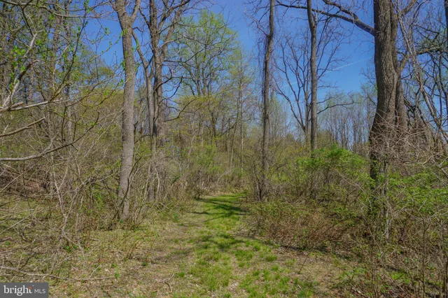 a view of a yard with large trees