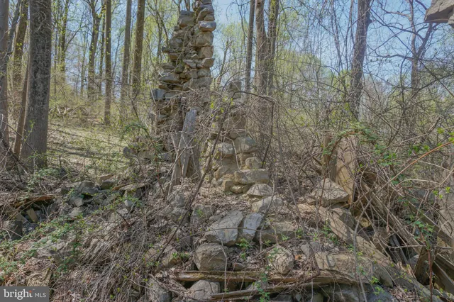 a close up of a plant in a backyard