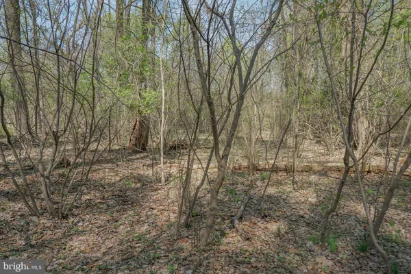 a view of a yard with trees