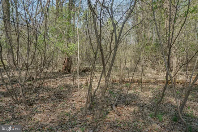 a view of a yard with trees