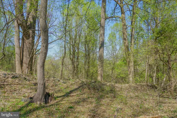 a view of a yard with trees