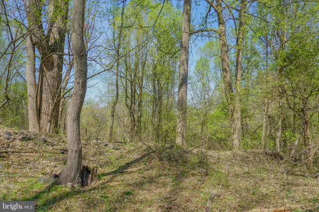 a view of a yard with trees