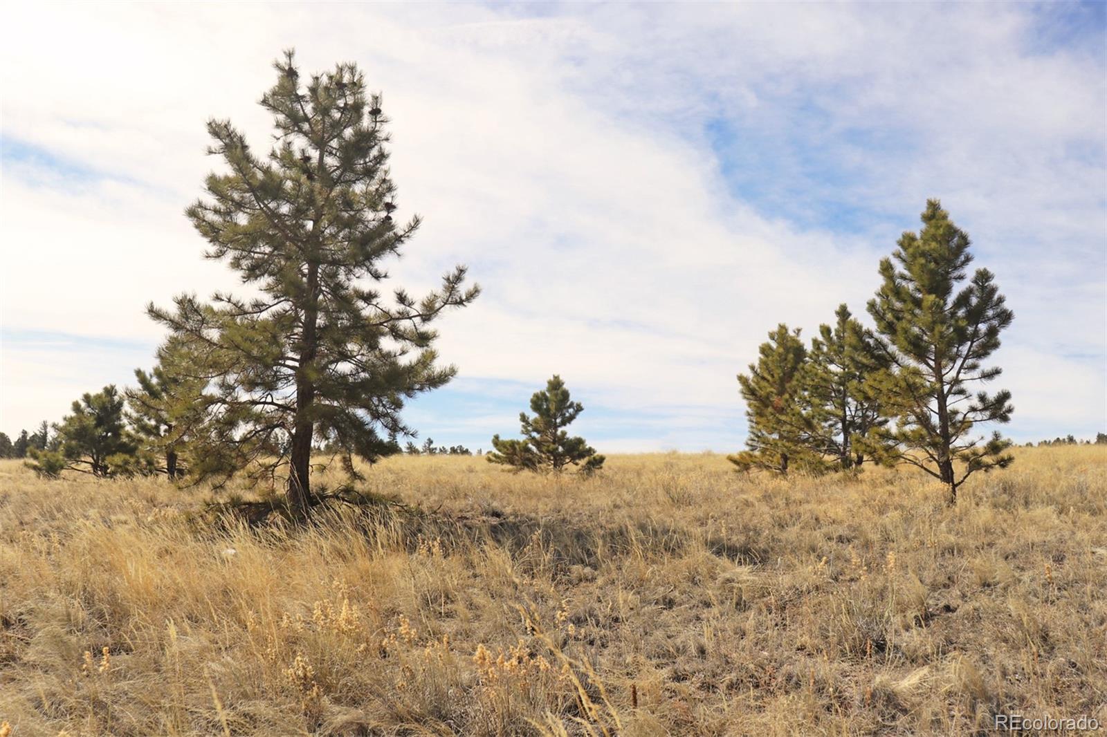 9928 Ranch Road Hartsel, CO 80449 - Photo 4 of 16 Gallery Image 4