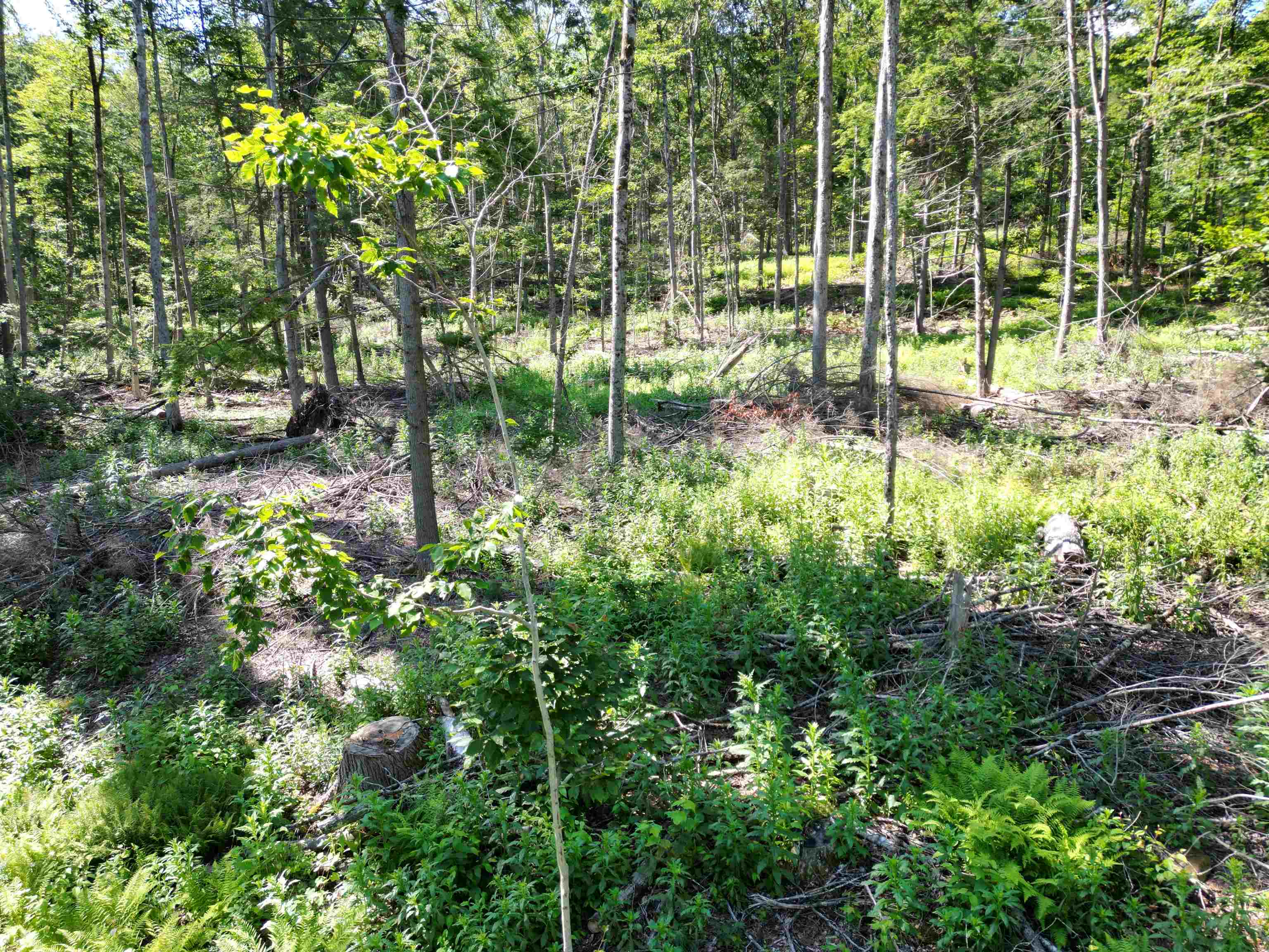 0 Dover Road, Unit 8 South Newfane, VT 05351 - Photo 5 of 13 Gallery Image 5
