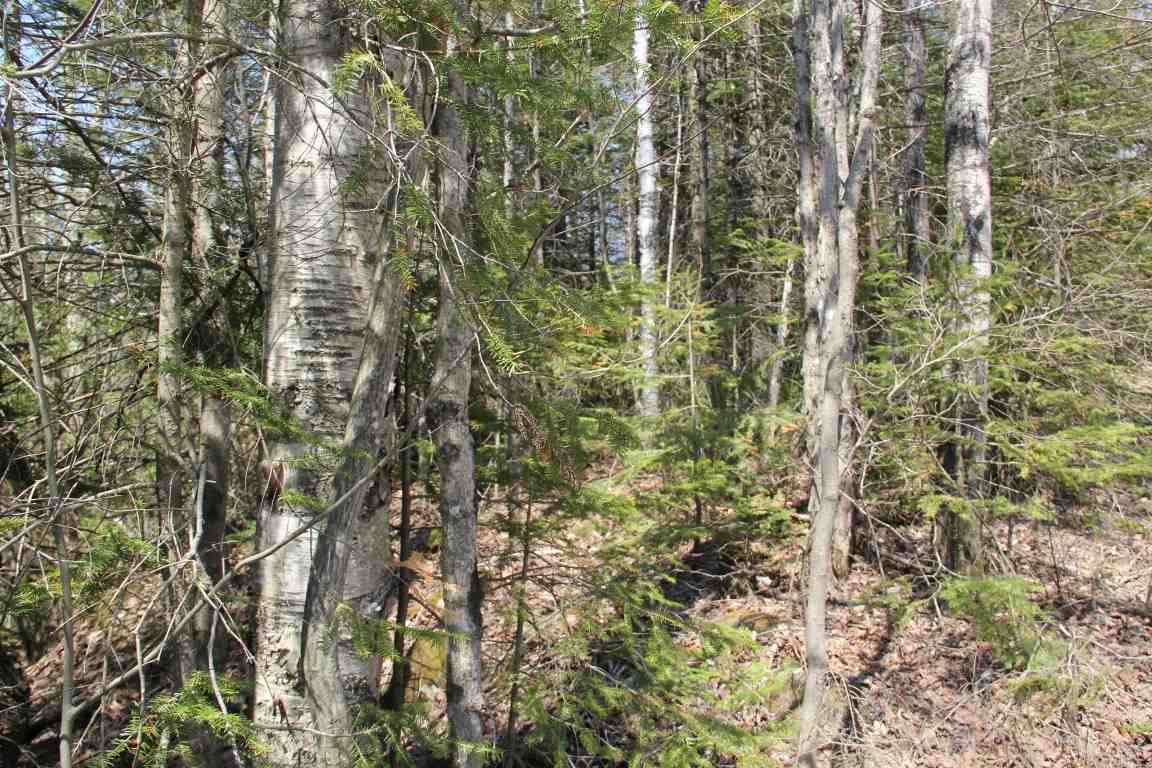 4501 Brook Road Plainfield, VT 05641 - Photo 9 of 17 Gallery Image 9