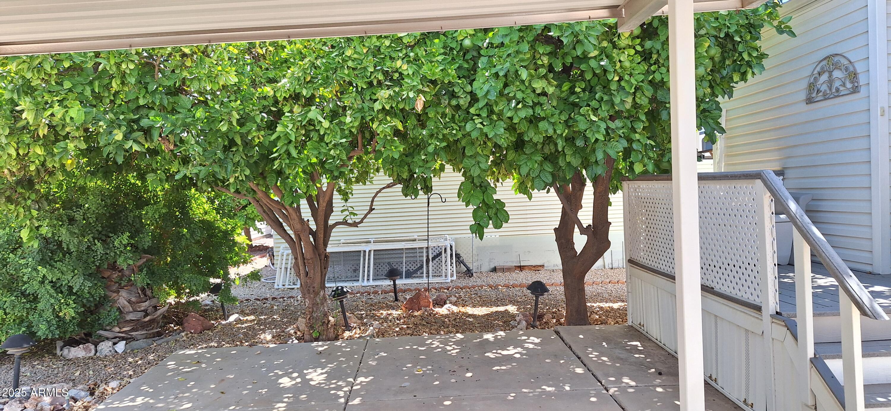 17200 West Bell Road, Unit 1501 Surprise, AZ 85374 - Photo 2 of 8 Pomelo & Orange trees