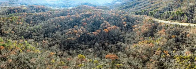 a view of a forest with a tree