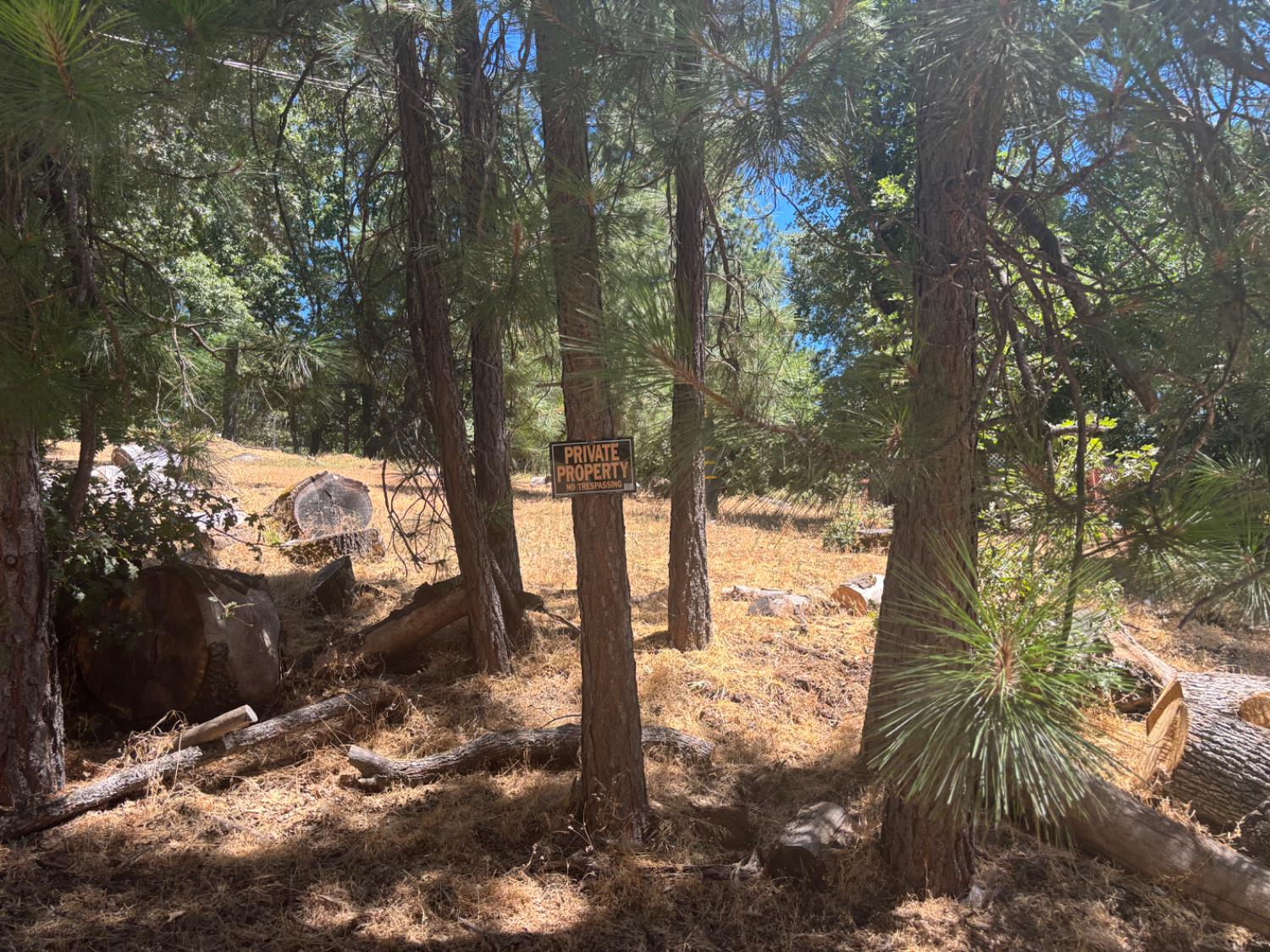 15574 Hinton Road Pioneer, CA 95666 - Photo 11 of 44 a view of a yard with plants and trees
