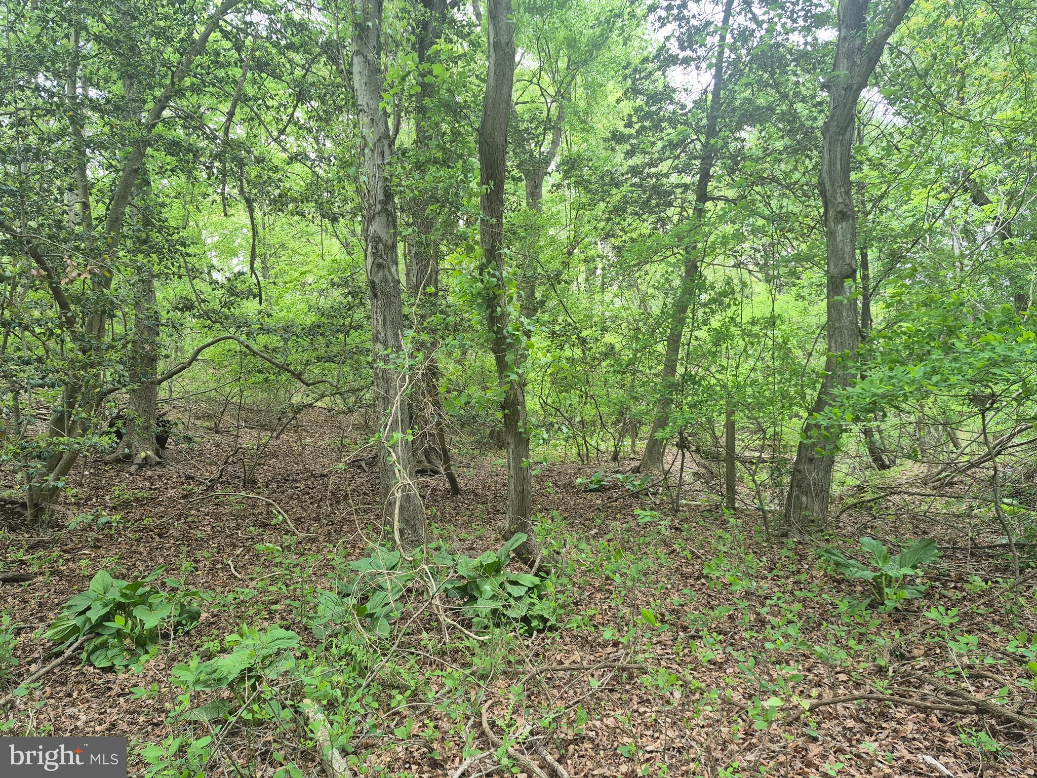 9472 Quail Run Road Denton, MD 21629 - Photo 24 of 24