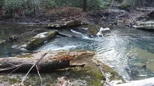 618 Coon Hollow Road Sunbright, TN 37872 - Photo 44 of 60 swimmin hole